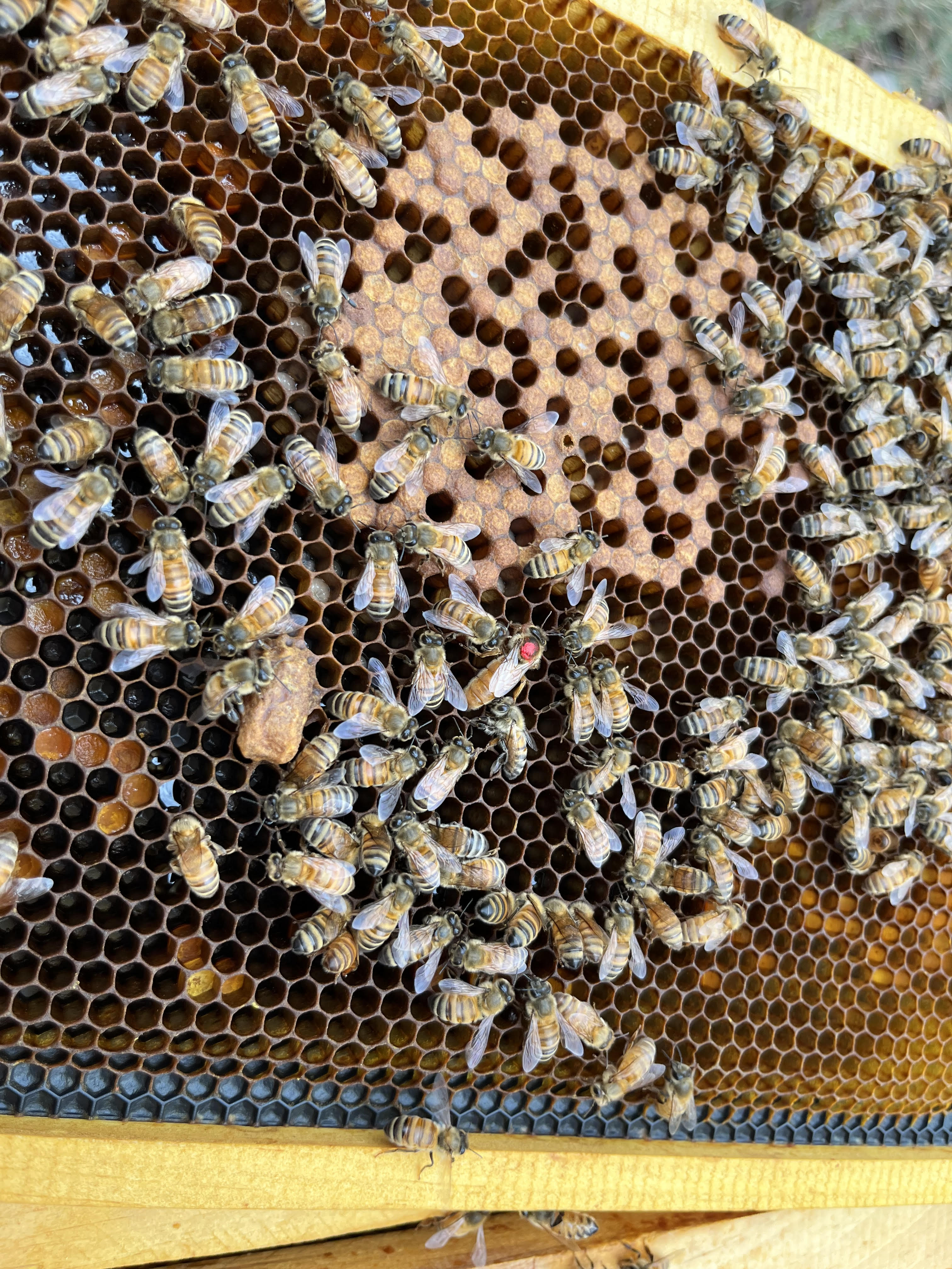Queen bee on honeycomb at Pumpkin Creek Farm